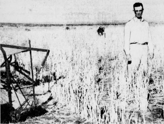 Dan Darsey in Sudan stubble, October 1956
